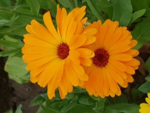 Blüte der Calendula (Ringelblume)