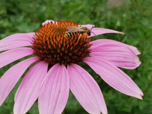 Blüte der Echinacea (Sonnenhut) mit Biene auf Blütenkelch